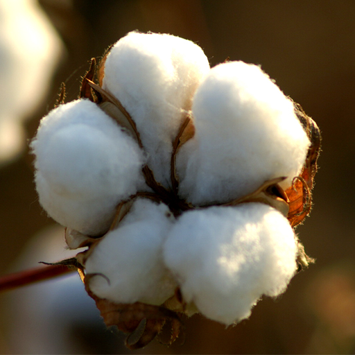 Manufacturers Exporters and Wholesale Suppliers of Cotton Bales Mahuva Gujarat